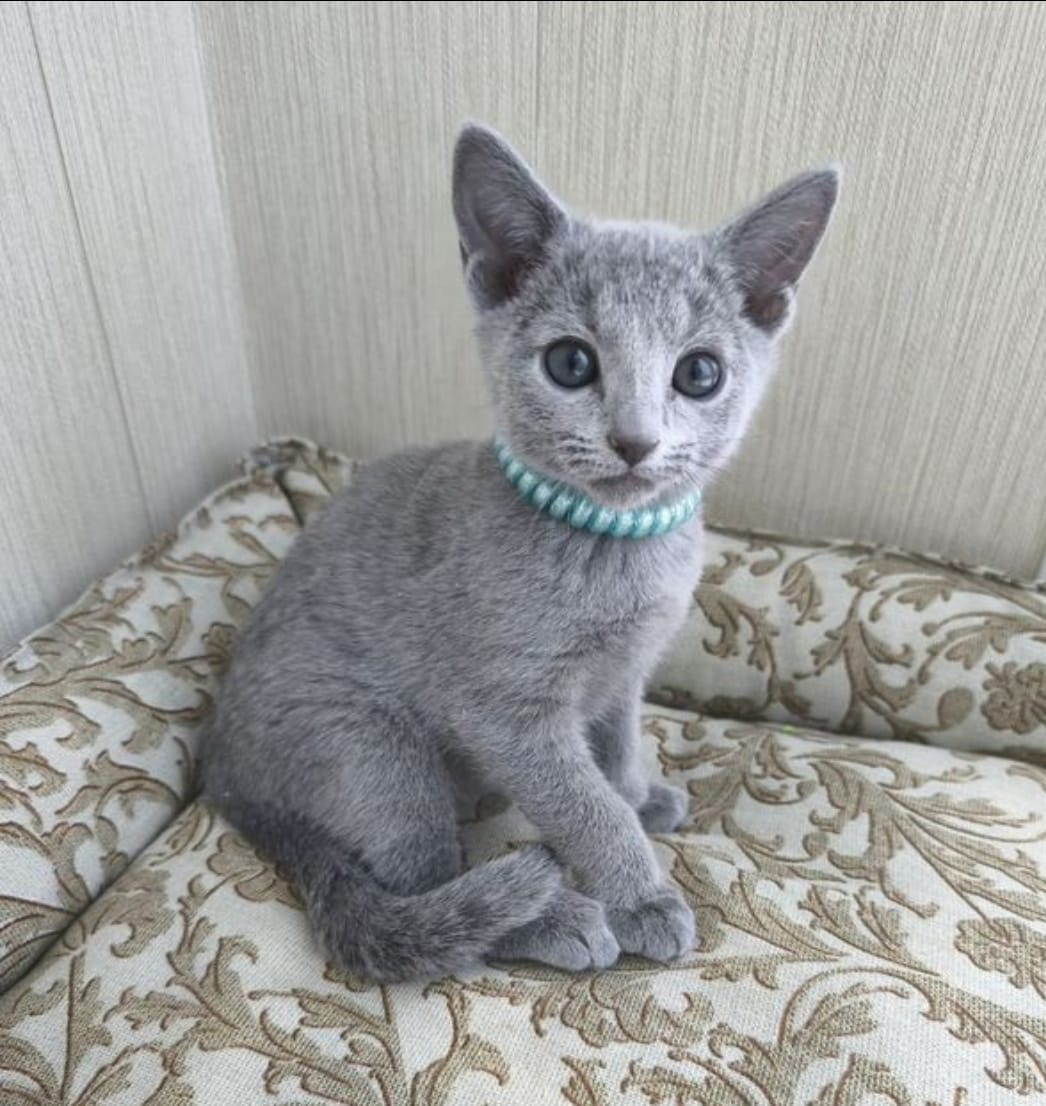 Russian Blue Kitten – Female – 00441
