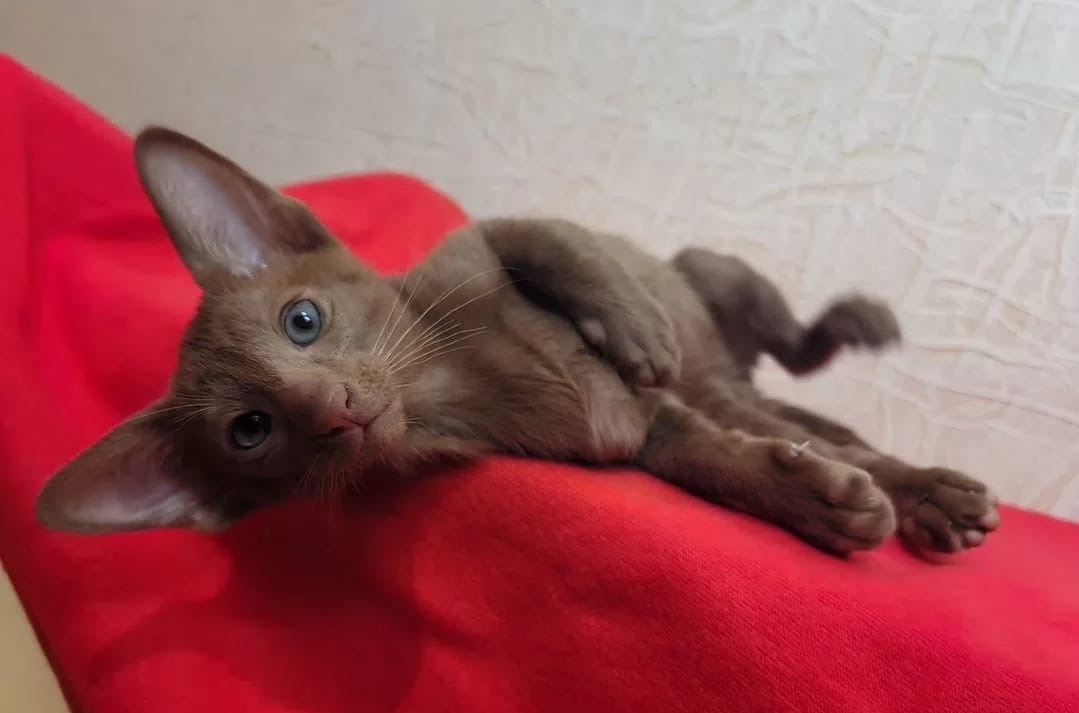 Oriental Kitten – Female – 00449 - Image 2