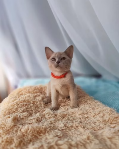 Burmese Kitten – Female – 00445
