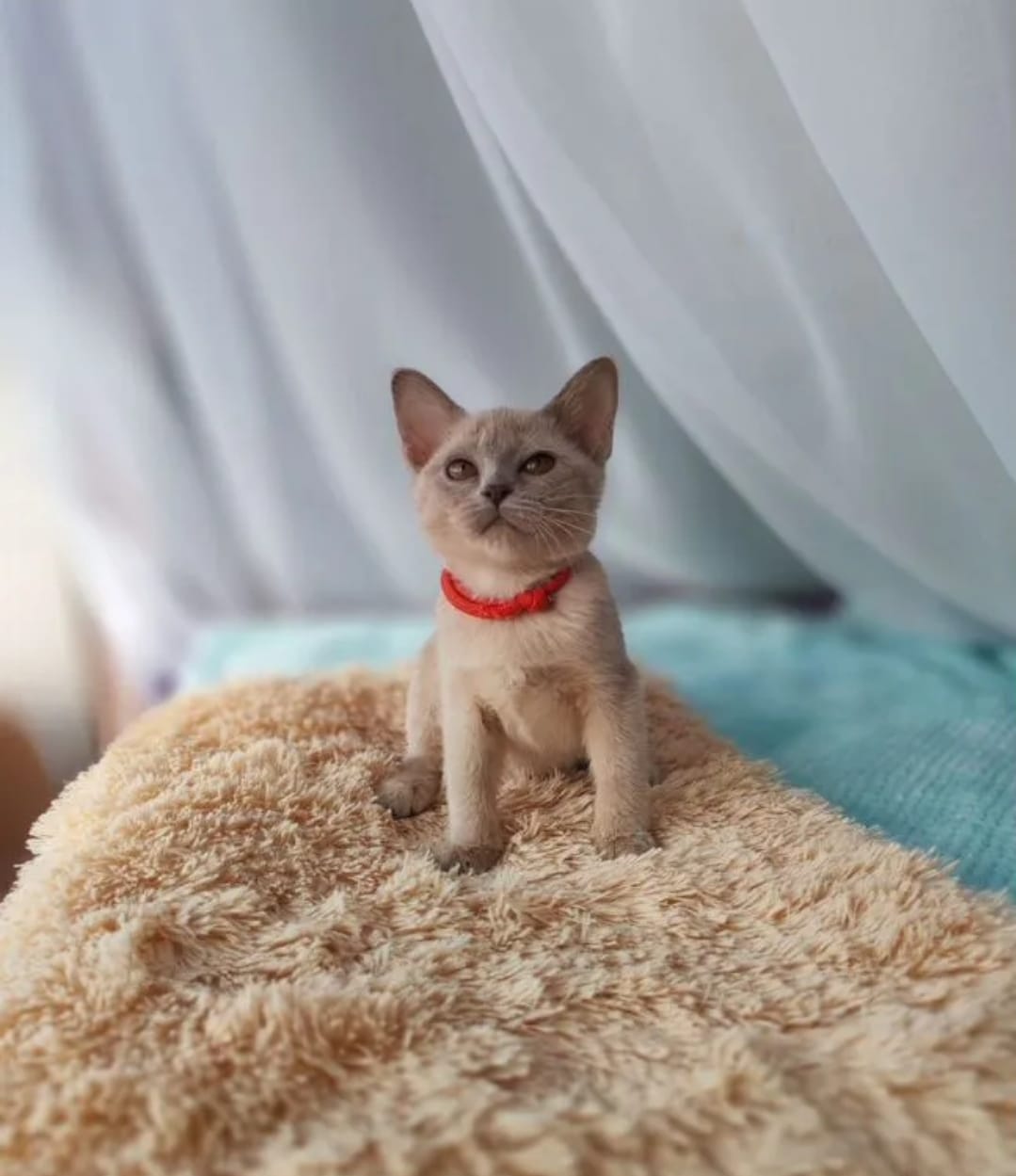 Burmese Kitten – Female – 00445
