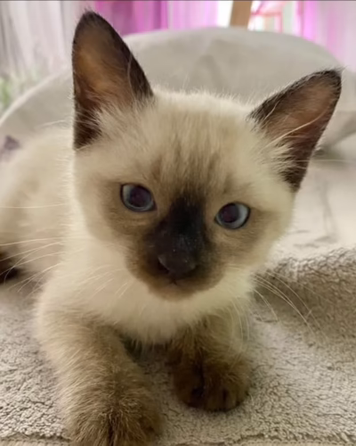 Siamese Kitten – Female – 00447