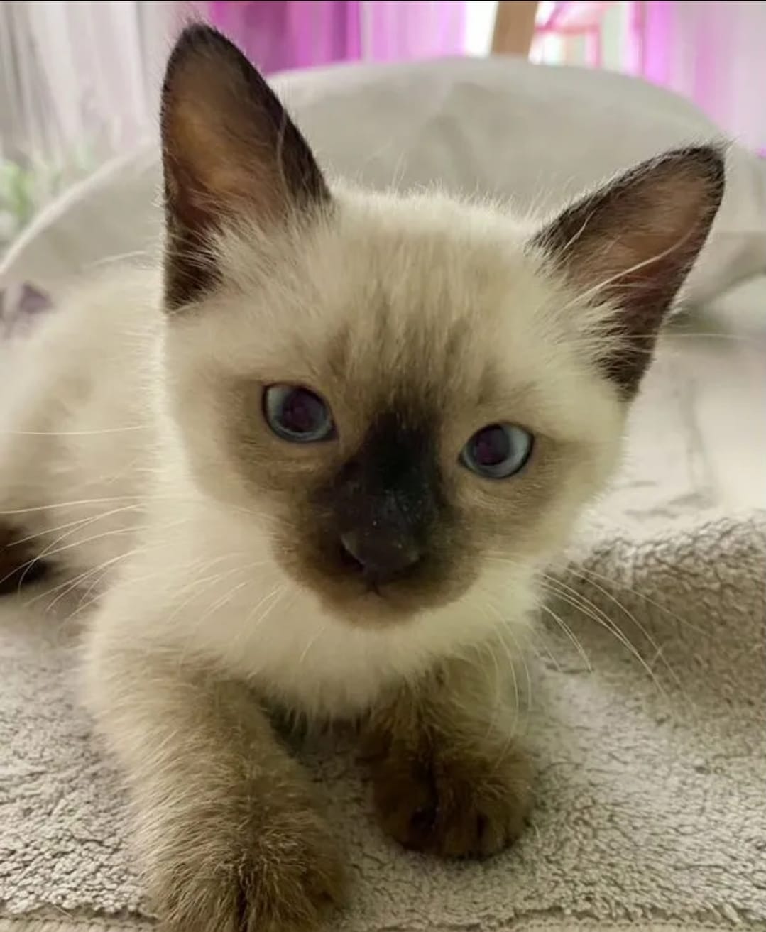 Siamese Kitten – Female – 00447