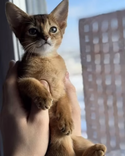 Abyssinian Kitten – Female – 00444