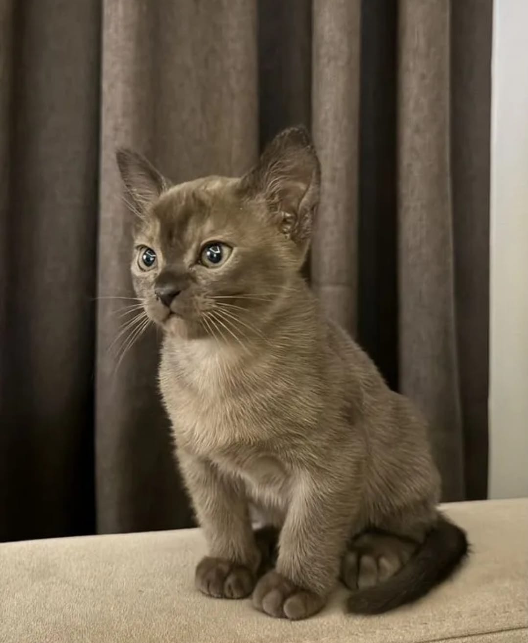 Burmese Kitten – Male – 00446