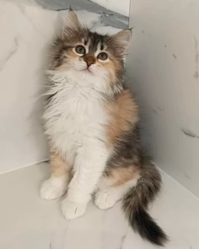 Siberian Kitten – Female – 00451