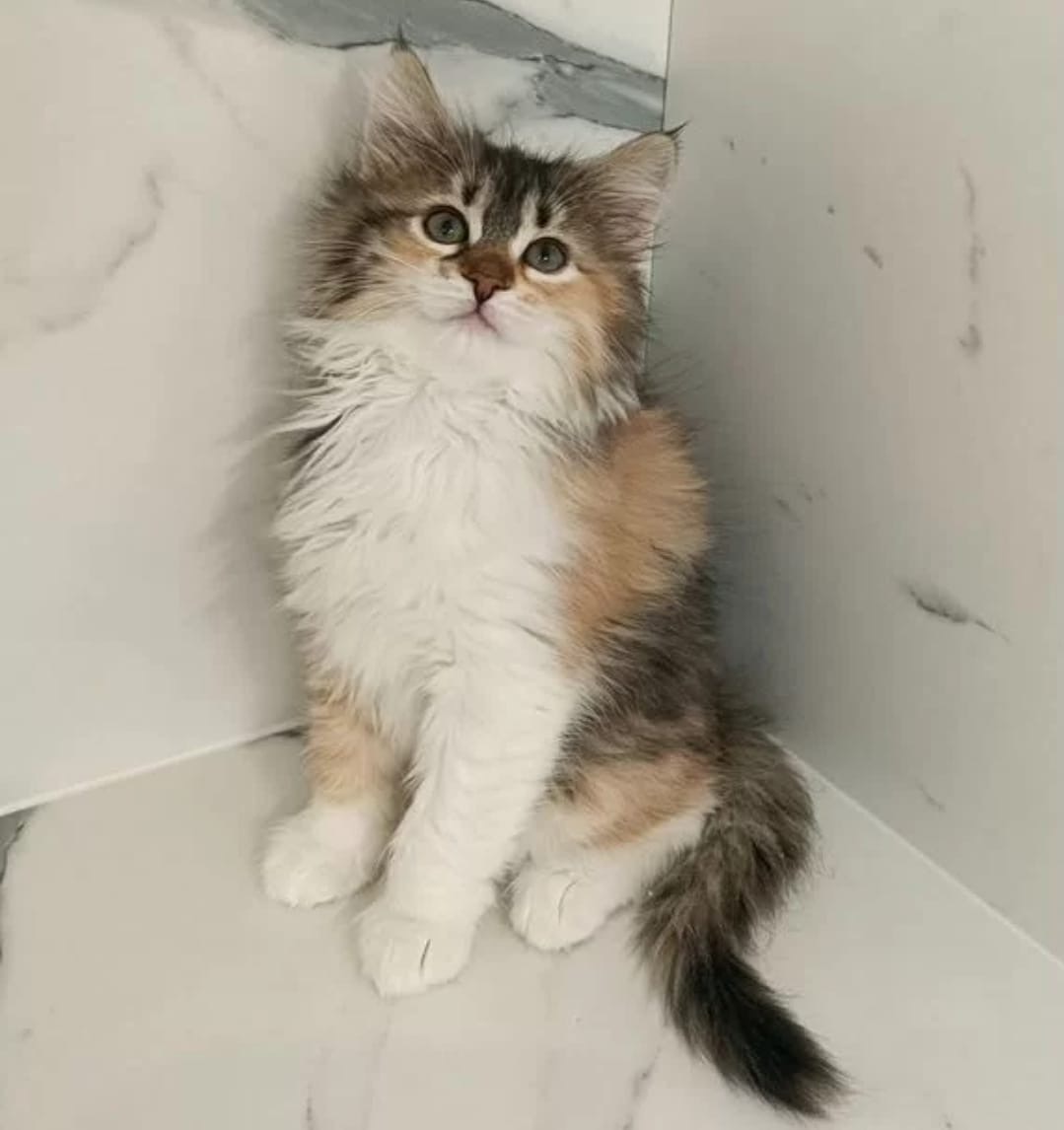 Siberian Kitten – Female – 00451