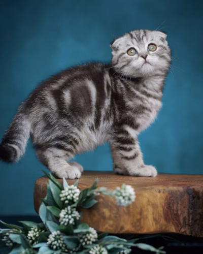 Scottish Fold Kitten – Male – 00461