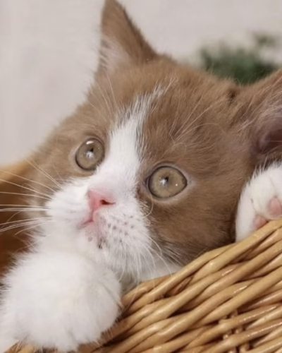 British Shorthair Kitten – Male – 00458