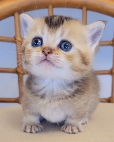 Munchkin Kitten – Male – 00465