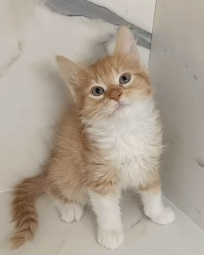 Siberian Kitten – Male – 00452