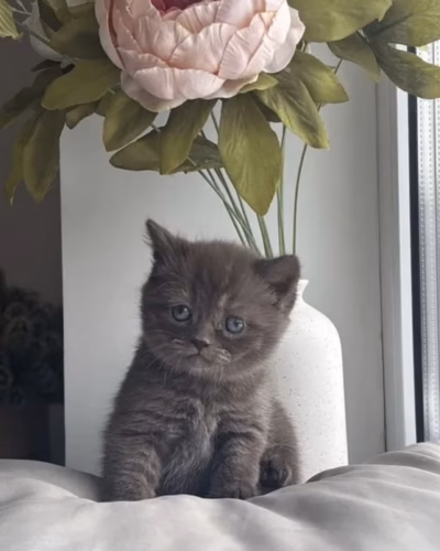 British Shorthair Kitten – Male – 00456