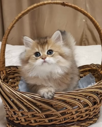 British Longhair Kitten – Male – 00455