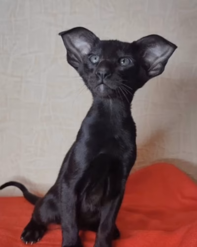 Oriental Kitten – Male – 00450