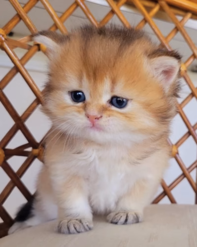 British Longhair Kitten – Male – 00466