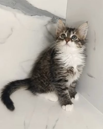 Siberian Kitten – Male – 00453