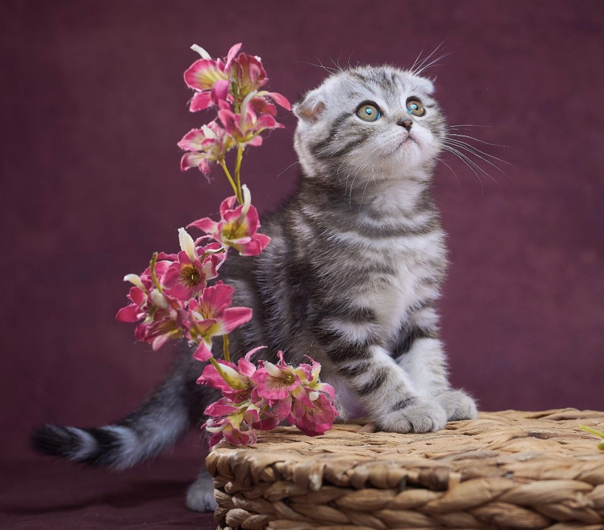 Scottish Fold Kitten – Male – 00461 - Image 2