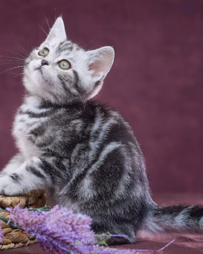 Scottish Straight Kitten – Male – 00463