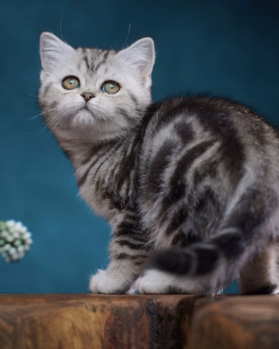 Scottish Straight Kitten – Female – 00462