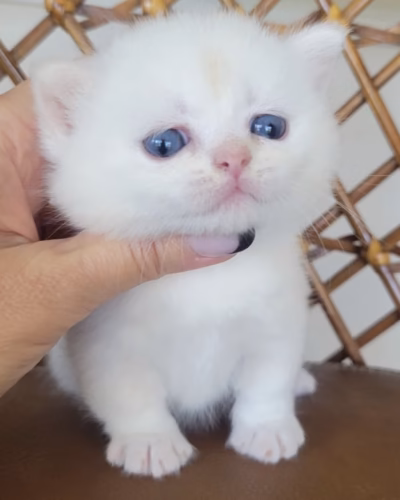 Munchkin Kitten – Male – 00464