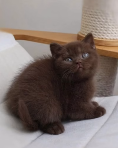 British Shorthair Kitten – Female – 00460