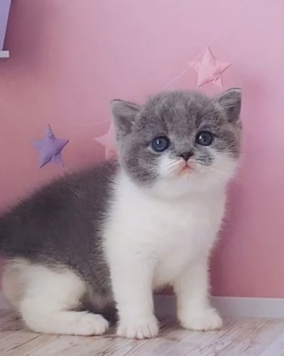 British Shorthair Kitten – Female – 00481