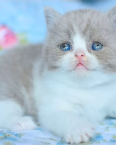 British Shorthair Kitten – Female – 00480