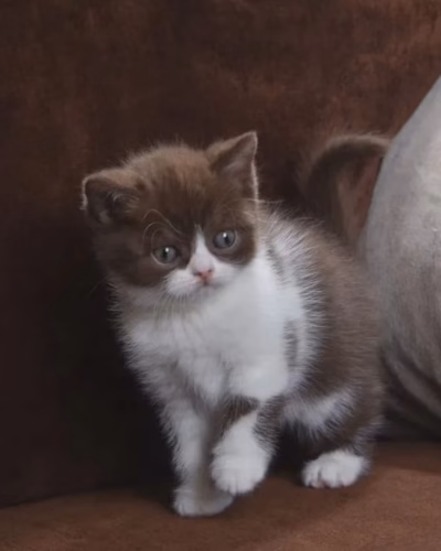 British Shorthair Kitten – Female – 00467