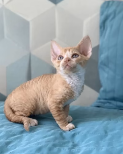 Devon Rex Kitten – Male – 00473