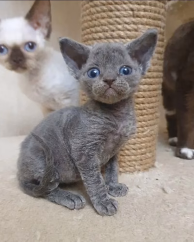 Devon Rex Kitten – Male – 00472