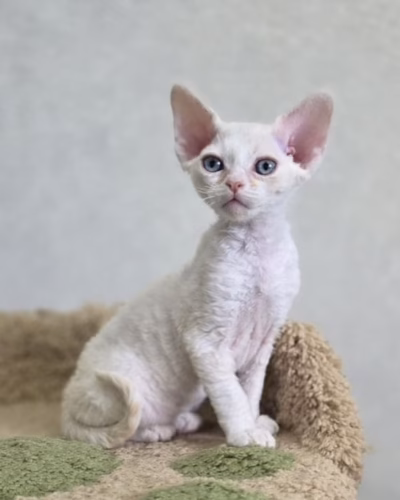 Devon Rex Kitten – Male – 00475