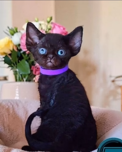 Devon Rex Kitten – Male – 00474