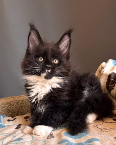 Maine Coon Kitten – Male – 00470