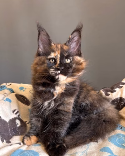 Maine Coon Kitten – Female – 00469
