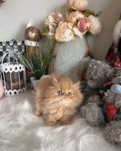 Persian Kitten – Female – 00477