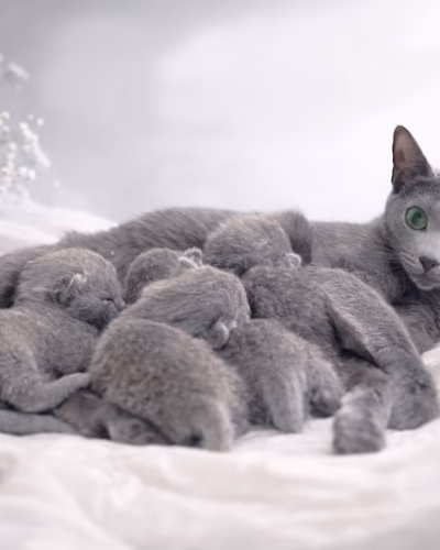 Russian Blue Kitten – Female – 00468