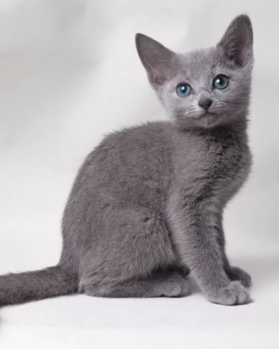 Russian Blue Kitten – Male – 00478
