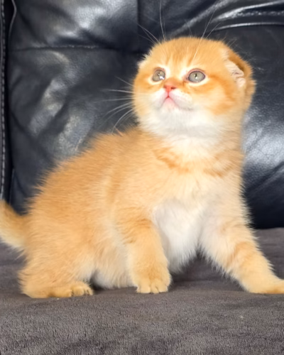 Scottish Fold Kitten – Male – 00471