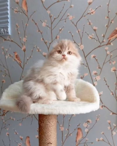Scottish Fold Longhair Kitten – Male – 00479