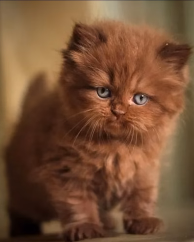 British Longhair Kitten – Male – 00483