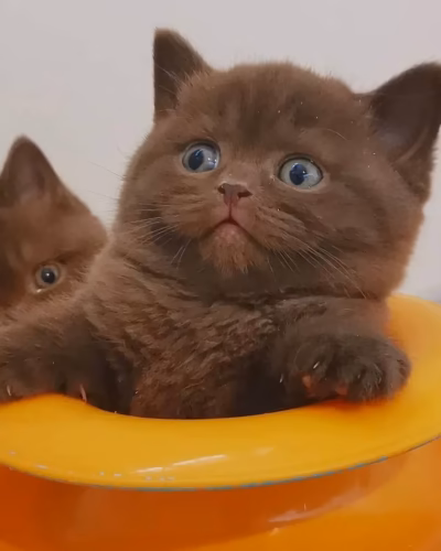 British Shorthair Kitten – Male – 00485