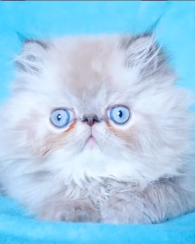 Persian Kitten – Female – 00482
