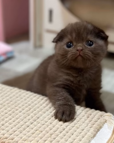 Scottish Fold Kitten – Male – 00484