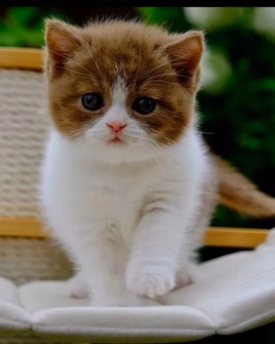 British Shorthair Kitten – Female – 00494 (BRS-F--00494)