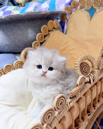 British Longhair Kitten – Male – 00487