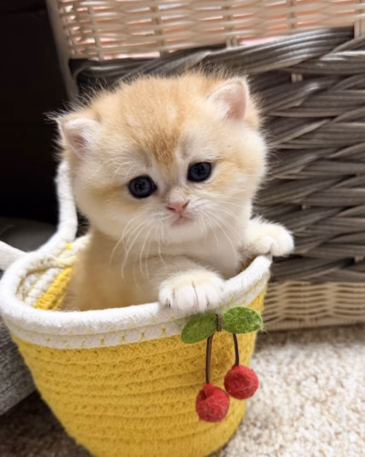 British Shorthair Kitten – Male – 00488