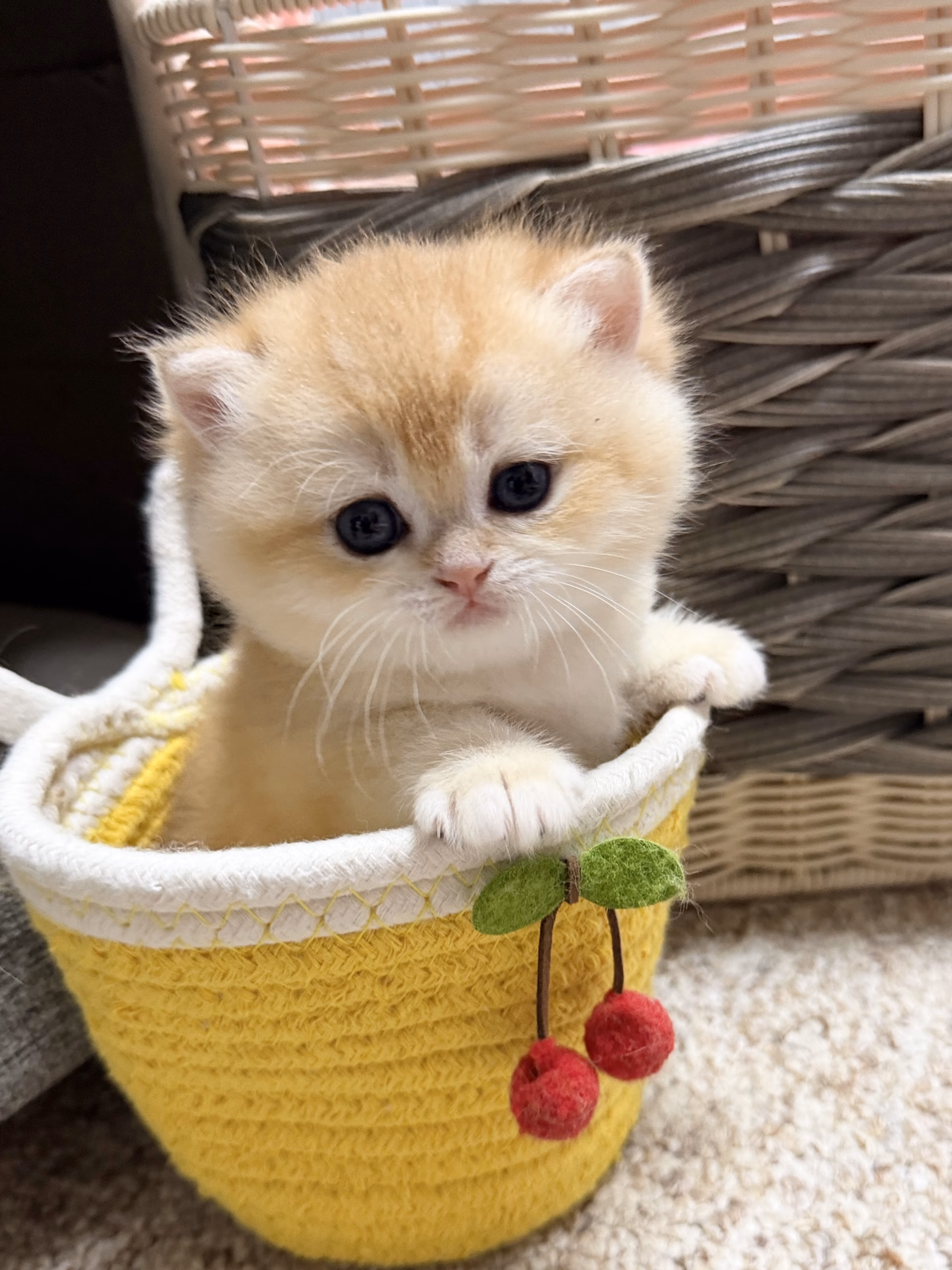British Shorthair Kitten – Male – 00488