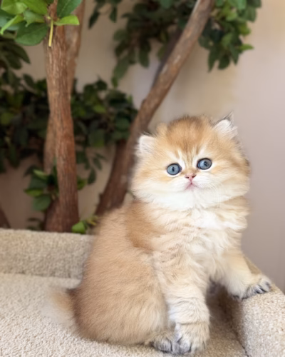 British Longhair Kitten – Female – 00489