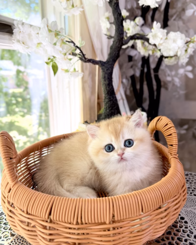 British Shorthair Kitten – Male – 00490