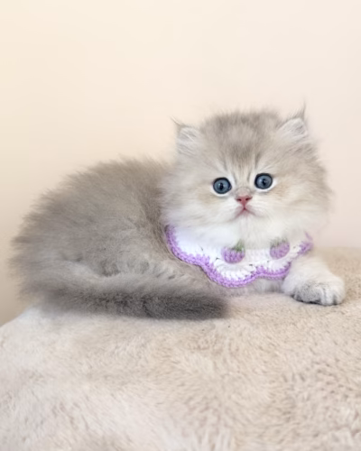 British Longhair Kitten – Male – 00492