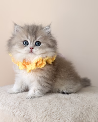 British Longhair Kitten – Female – 00491